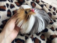 Ginepig istanbul