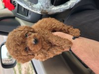 Orjinal aşılı poodle köpekler
