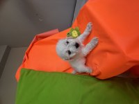 Maltese terrier köpeğimiz