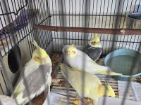 Bebek sultan papağanları lutino karışık