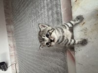 Scottish fold ve british yavruları