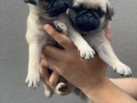 Uygun pug bebekler eğitimli