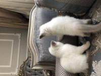 Ayı surat kaliteli british shorthair bebekler