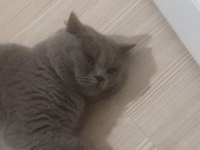 Sahiplenme british shorthair kediler