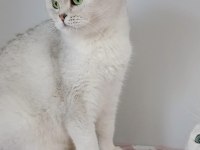 British Shorthair Kedisi (Ücretsiz)