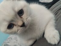 Ücretsiz sahiplendirme dişi british shorthair