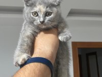 Son kalan iki scottish fold yavrumuza acil yuva arıyoruz