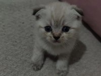 Yavru scottish fold kediler