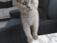 4-5 aylık british shorthair yavru