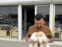 MALTİPO YAVRULAR TOY POODLE YAVRULAR ANKARA MAĞAZAMIZDA