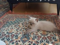 BRİTİSH BLUE POİNT
