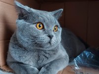British Shorthair