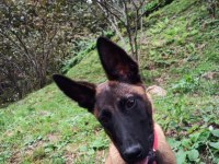 Belçika malinois 7 aylık