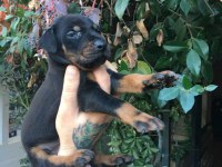 SECERELİ DOBERMAN YAVRULARIM