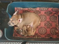 Kızanda Bir Doğum Yapmış French Bulldog
