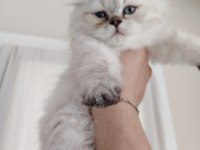 British shorthair kız kardeşler