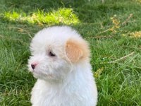 Terrier maltipoo KAR BEYAZI yavrular