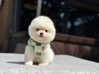 Sağlık Ve Irk Garantili Pomeranian Köpekler