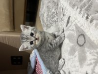 Özel ırk scottish fold