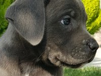 Safkan blue siyah erkek cane corso