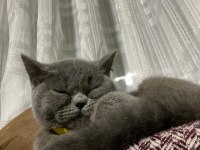 SAFKAN BRİTİSH SHORTHAİR KEDİSİ