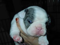 MERLE PİED ERKEK FRENCH BULLDOG