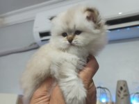 Efsane Dişi British Longhair Yavrumuz
