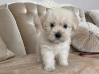 Mattlese terrier 50 günlük