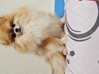 Pomeranian spitz