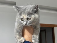 Son kalan iki scottish fold yavrumuza acil yuva arıyoruz