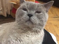 British Blue Point Erkek Acil