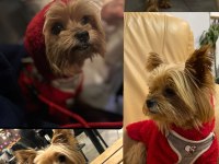 5 yaşında yorkshire terrier tuvalet eğitimi var