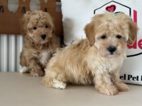 Ankaranın show kalite maltipoo yavruları