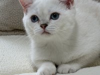 Anne Altından Safkan Mavi Göz Dişi British Shorthair