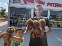 toy poodle dünyasından orjinal ırk yavrular ankara