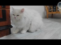 British longhair kedisi