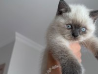 2 aylık safkan blue point british shorthair