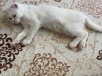 Çinkomuza yeni yuva scottish fold