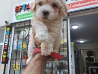 Maltipoo erkek