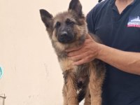 Showline longhair alman çoban köpeği