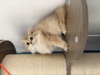 BRİTİSH DİŞİ VE ERKEK YAVRU