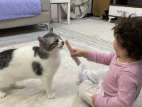 Kedimize yuva arıyoruz kırma tekirdir
