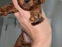 Red Brown renk Erkek dişi Toy poodle bebekler
