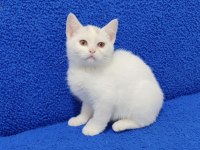 YENİ YUVASINA GİTMEYE HAZIR  BRİTİSH PONÇİK