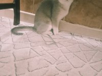 Mavi british shorthair kızımız sahiplendirilecektir