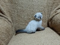 Scottish Fold Shorthair Çikolata Point