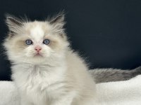 RAGDOLL BEBEKLER REZERVE AÇIK