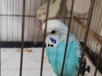10 tane çeşit çeşit yavru muhabbet kuşu