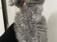 British longhair 1 aylık kedimiz