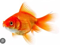 Baby fish aquarium adrese teslim alo gelsin
